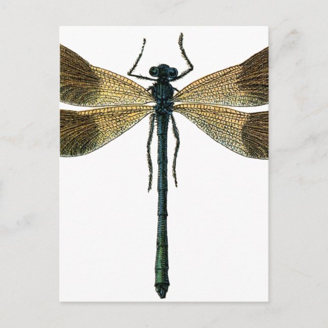 Vintage Libelle Postkarte (Vorderseite)