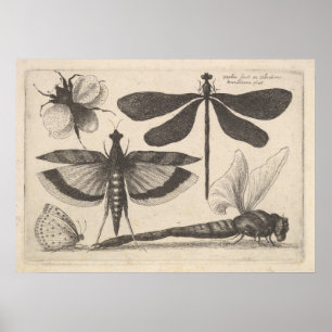 Vintage Libellen-Biene Insekten-Entomologie-Druck Poster