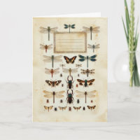 Vintage Libellen Käfer Taxonomie Exemplar Diagramm