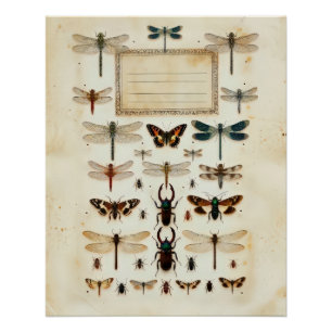 Vintage Libellen Käfer Taxonomie Exemplar Diagramm Poster