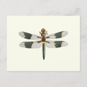 Vintage Libellenzeichnung Antike Insektenkunst Postkarte
