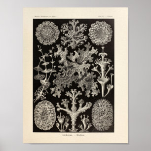 Vintage Lichenes Ernst Haeckel Art Print Poster