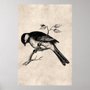 Vintage Lied-Vogel-Illustration - Vögel 1800's Poster