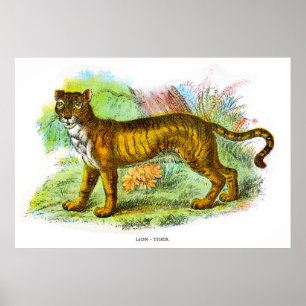 Vintage Liger- oder Löwenziger-Tierdarstellung Poster