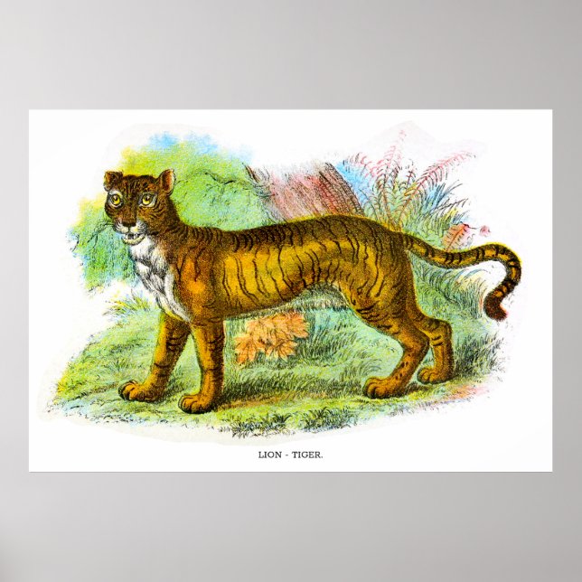 Vintage Liger- oder Löwenziger-Tierdarstellung Poster (Vorne)