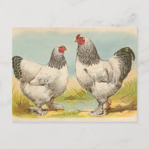 Vintage "Light Brahama Hühner" Postkarte