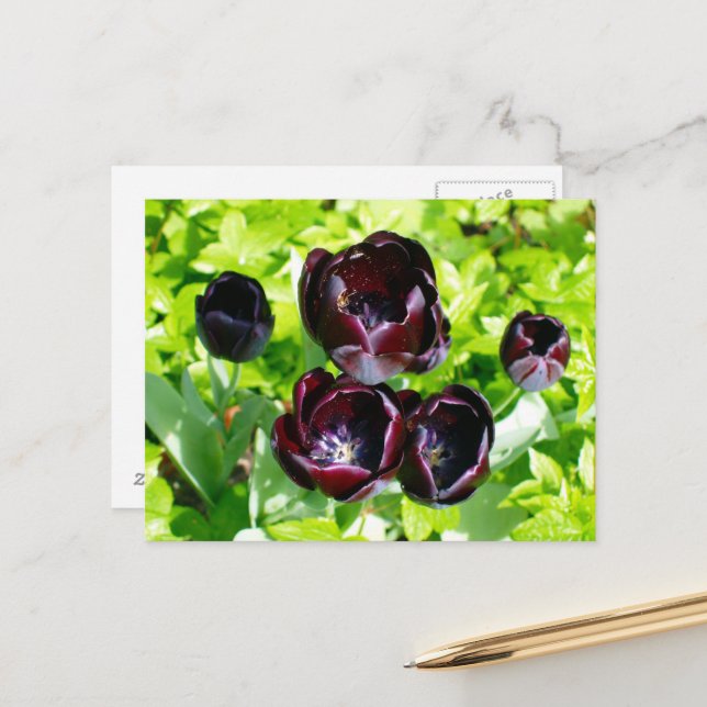 Vintage Lila Black Tulips Blume Holland Postkarte (Vorderseite/Rückseite Beispiel)