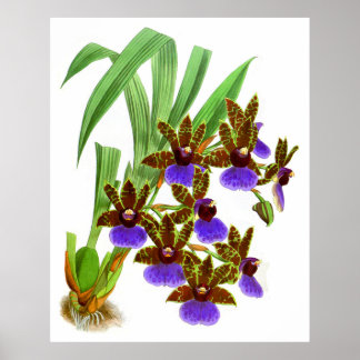 Vintage Lila Burgundy Orchid-Blume Poster