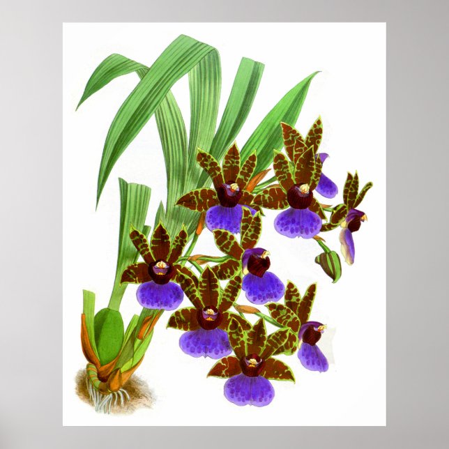 Vintage Lila Burgundy Orchid-Blume Poster (Vorne)