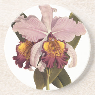 Vintage Lila Cattleya Orchid, tropische Blume Getränkeuntersetzer