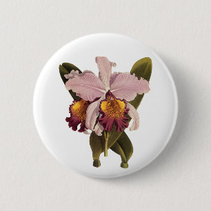 Vintage lila Cattleya-Orchidee, tropische Blumen Button