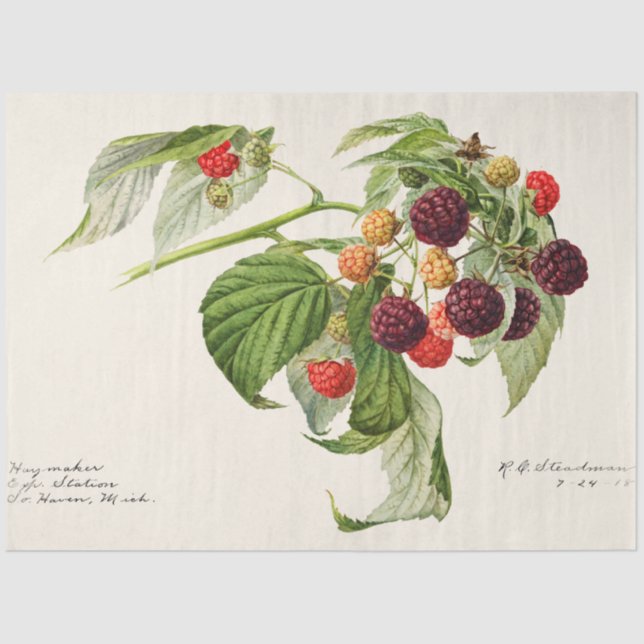 Vintage Lila Himbeere Seidenpapier (Vorderseite)