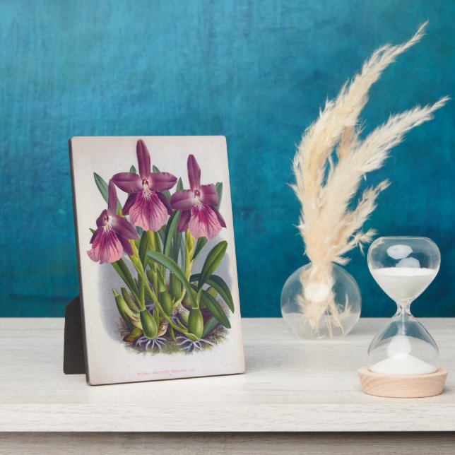 Vintage Lila Lady Orchids Miltonia Spectabilis Fotoplatte (Seite)