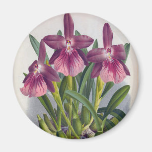 Vintage Lila Lady Orchids Miltonia Spectabilis Magnet