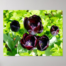 Vintage Lila Schwarz Grüne Tulpen Blumen Holland