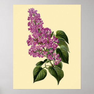 Vintage Lilac-Blume Poster