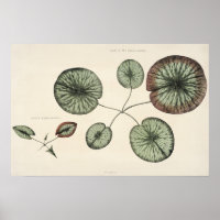 Vintage Lily Pad Botanische Skizze