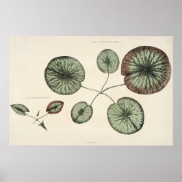 Vintage Lily Pad Botanische Skizze Poster