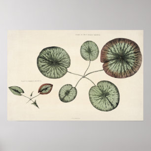 Vintage Lily Pad Botanische Skizze Poster