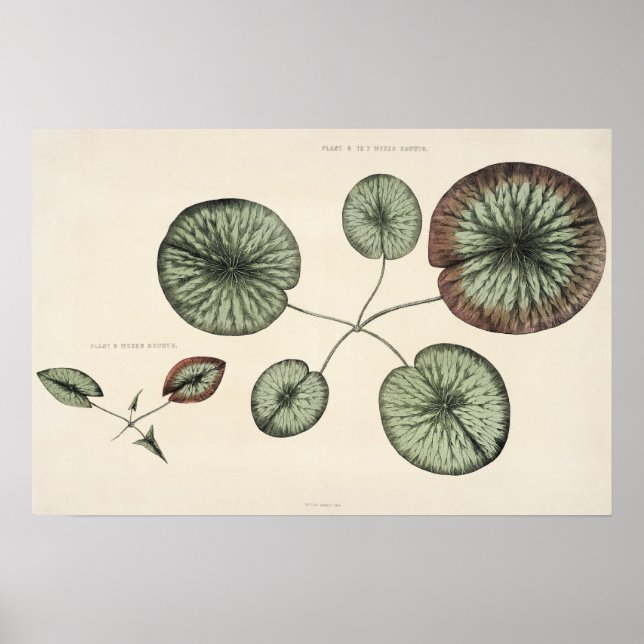 Vintage Lily Pad Botanische Skizze Poster (Vorne)