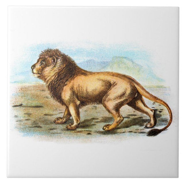Vintage Lion Animal Illustration Fliese (Vorderseite)