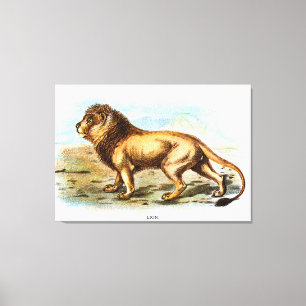 Vintage Lion Animal Illustration Leinwanddruck