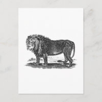 Vintage Lion Illustration - Afrikanisches Tier aus