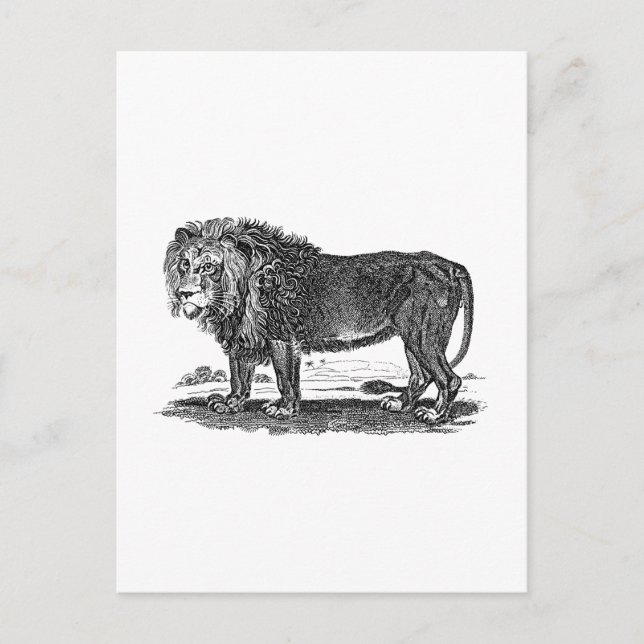 Vintage Lion Illustration - Afrikanisches Tier aus Postkarte (Vorderseite)