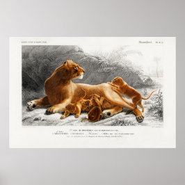 Vintage Lion Illustration Poster