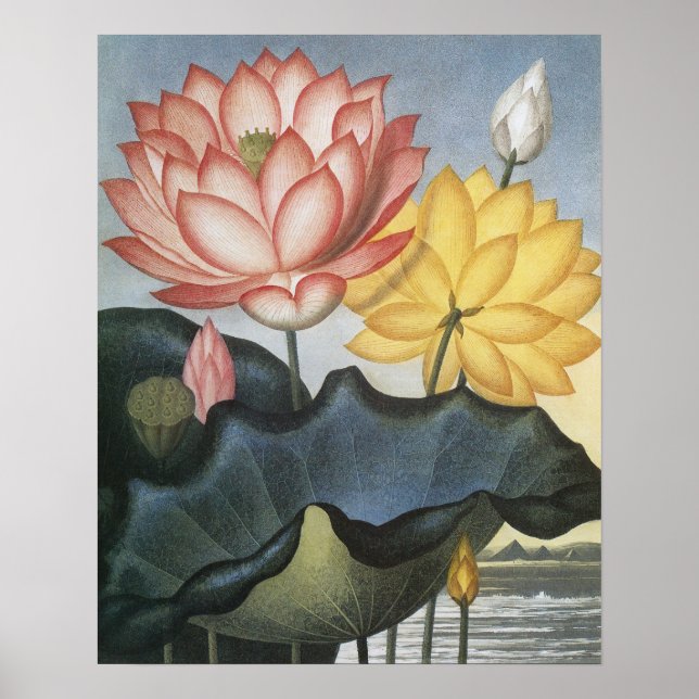 Vintage Lotus-Blume, die heilige ägyptische Bean Poster (Vorne)