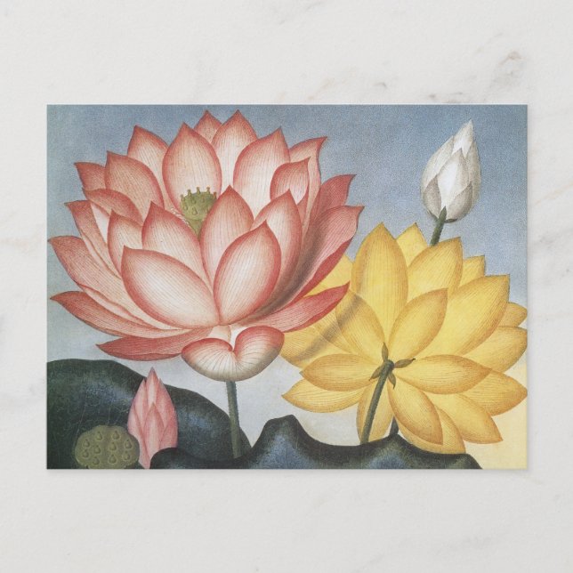 Vintage Lotus-Blume, die heilige ägyptische Bean Postkarte (Vorderseite)