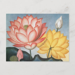 Vintage Lotusblumen, Die Heilige Ägyptische Bohne Postkarte