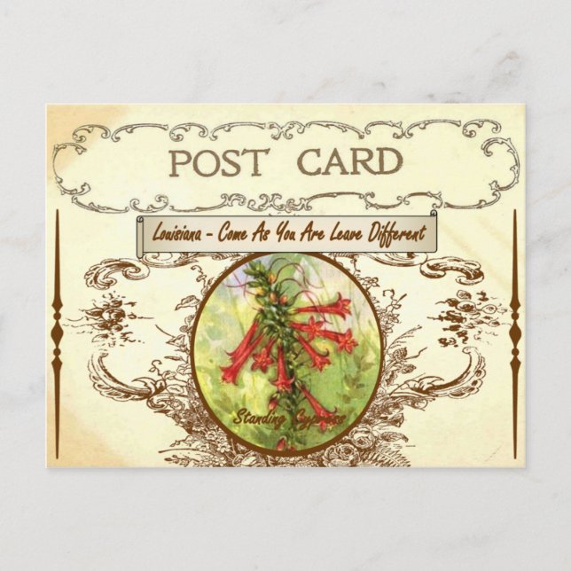 Vintage Louisiana State Flower Postcard Postkarte (Vorderseite)