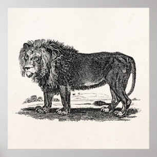 Vintage Löwen-Illustration - Afrikanisches Tier 18 Poster