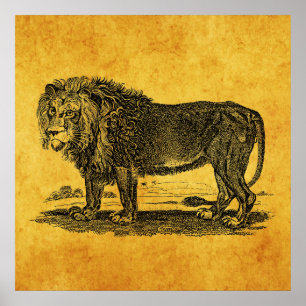 Vintage Löwen-Illustration - Afrikanisches Tier 18 Poster