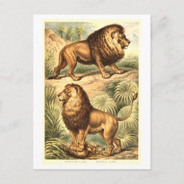 Vintage Löwen-Illustration Postkarte (Vorderseite)