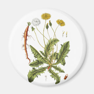 Vintage Löwenzahn-Illustration Magnet
