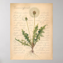 Vintage Löwenzahn-Samenkopf Botanisches Poster