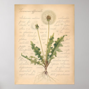 Vintage Löwenzahn-Samenkopf Botanisches Poster