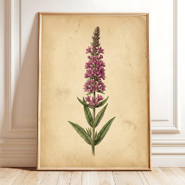 Vintage-Lysimachie-Botanikdruck Poster