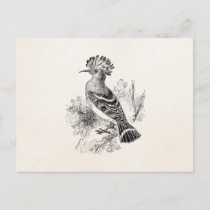 Vintage-Madagaskar-Wiedehopf-Vogel personalisierte Postkarte
