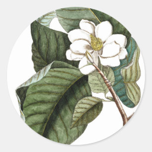 Vintage Magnolia #10 Botanische Kunst Geschenk für Runder Aufkleber
