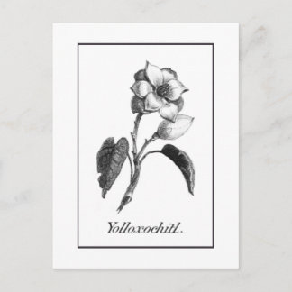 Vintage Magnolia-Blume-Ätzkarte Postkarte