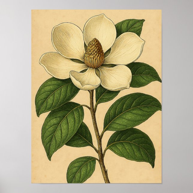 Vintage Magnolia on Weathered Paper Poster (Vorne)