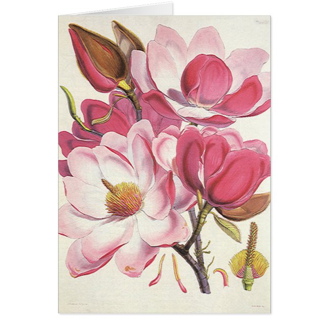 Vintage Magnolia Tree Blossom, Rosa Garten Blume (Vorne)