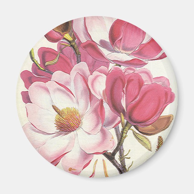 Vintage Magnolia Tree Blossom, Rosa Garten Blume Magnet (Vorne)