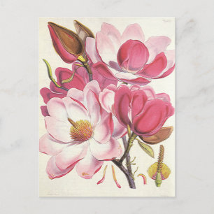 Vintage Magnolia Tree Blossom, Rosa Garten Blume Postkarte