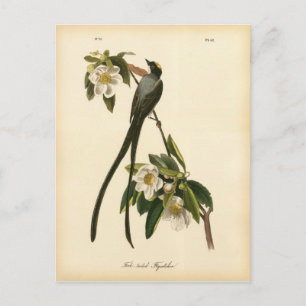 Vintage Magnolie Floral Vogel Fliegenschnäpper Postkarte