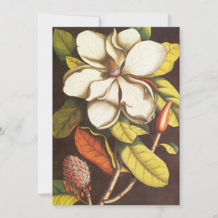 Vintage Magnolienblüten Pflanze mit Samen