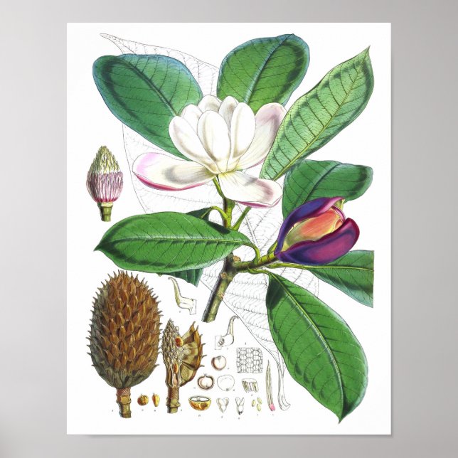 Vintage Magnolienkunst Print #1 Botanische Mauer K Poster (Vorne)